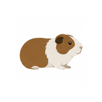 Guinea pig