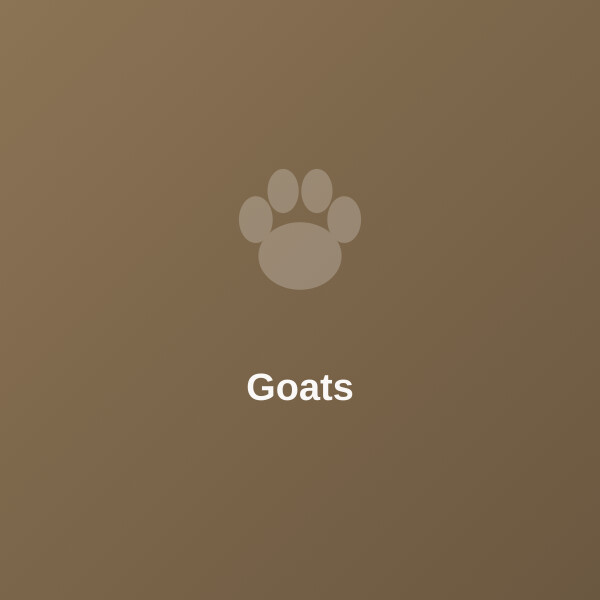 Goat